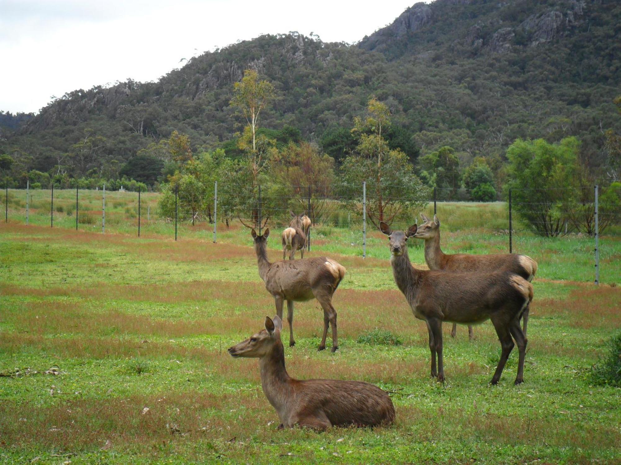 Grampians Chalets ホールズギャップ エクステリア 写真