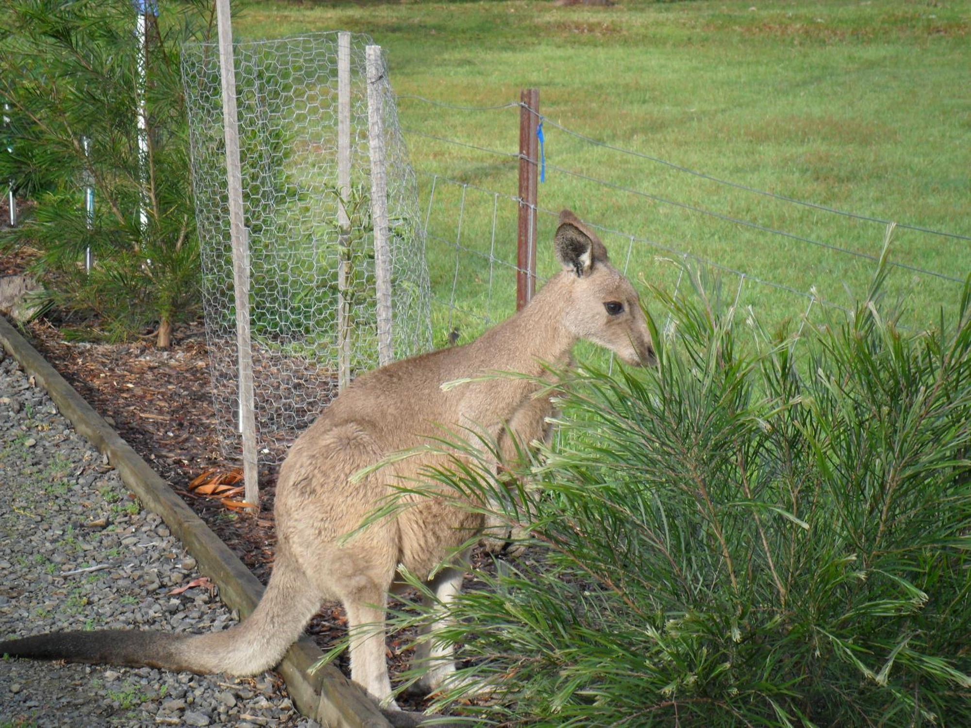 Grampians Chalets ホールズギャップ エクステリア 写真