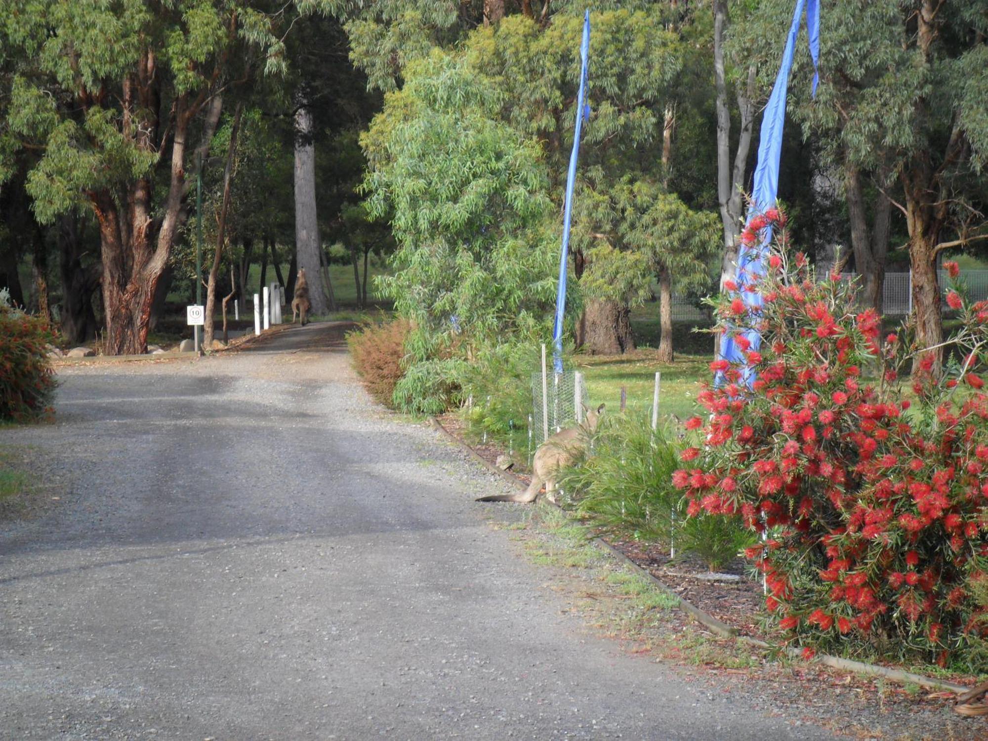 Grampians Chalets ホールズギャップ エクステリア 写真