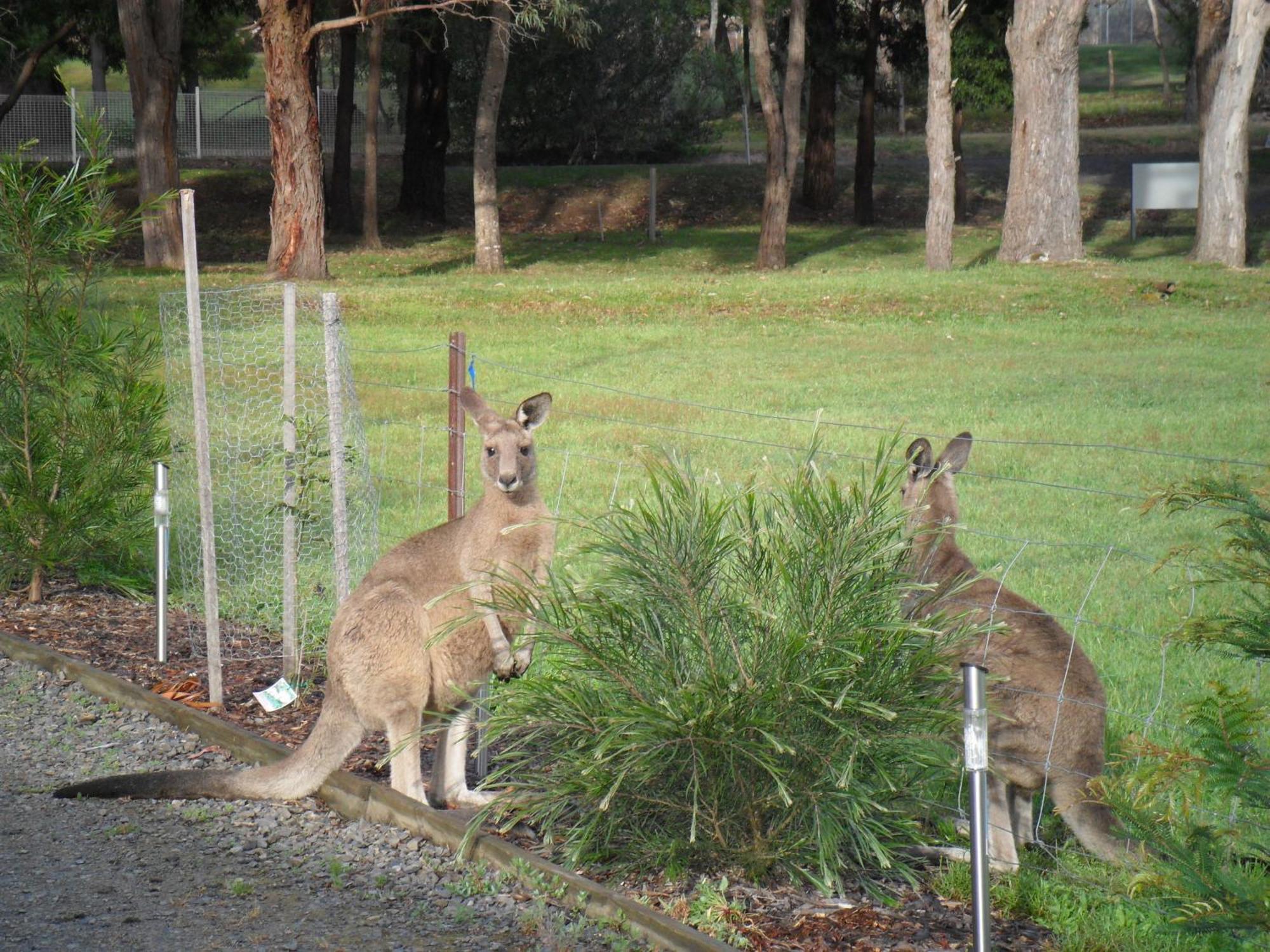 Grampians Chalets ホールズギャップ エクステリア 写真